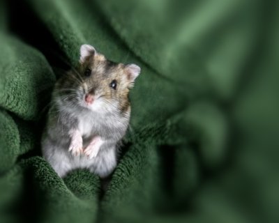 hamster pic tweaked